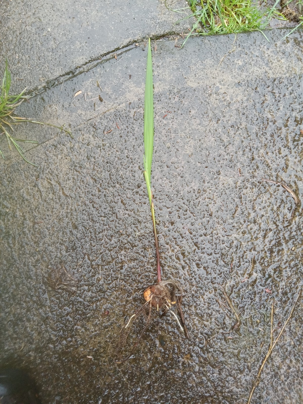 CROCOSMIA Red Lucifer(4′) and Shorter Type(2′) Plant Freshly Sprouting