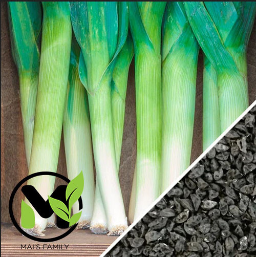 Large American Flag Leek Seeds | Non-GMO |