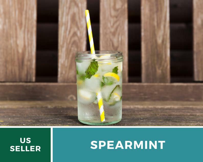 Spearmint – 250 Seeds – Medicinal & Culinary Herb – Heirloom GMO Free