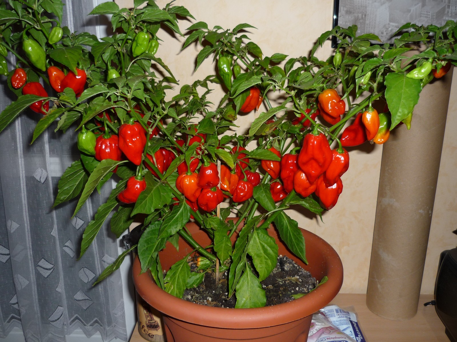 BHUT JOLOKIA * GHOST PEPPER * WORLDS HOTTEST * ONE MILLION SCOVILLE UNITS * HOT!