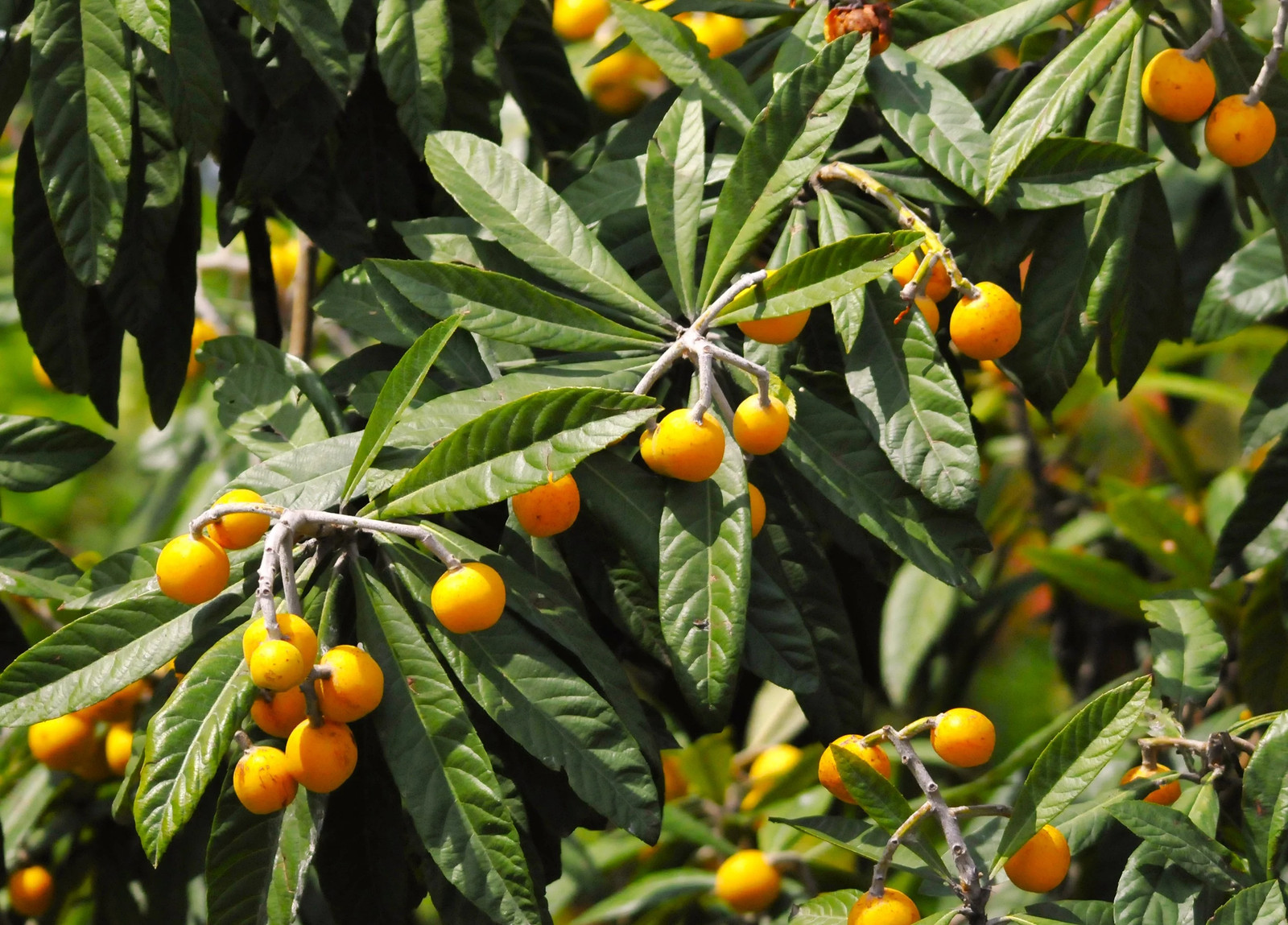 Loquat Tree Seeds – For 2026 Planting Eriobotrya Japonica Chinese Pipa Japanese