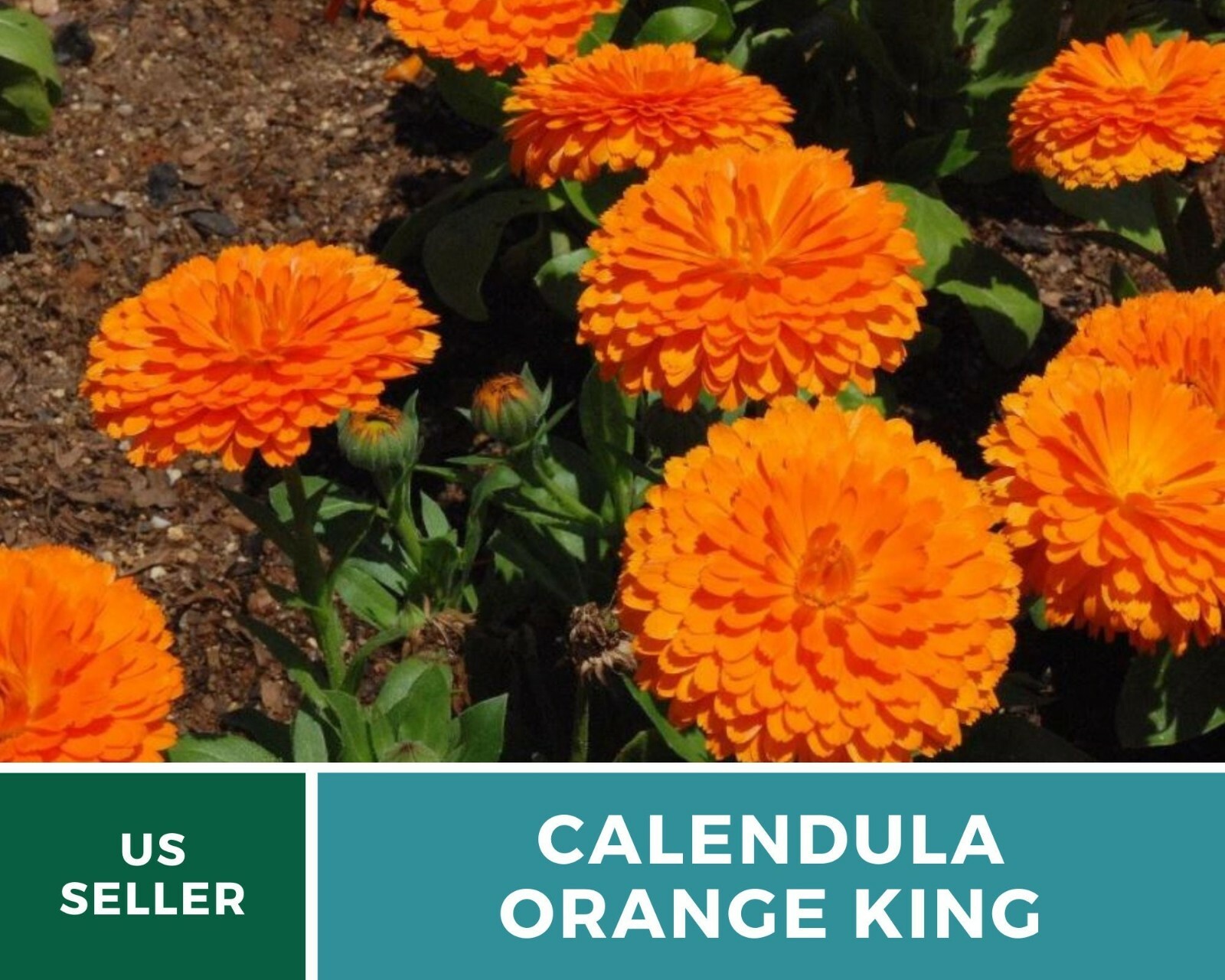 Calendula, Orange King – Heirloom Seeds – Medicinal & Pollinator Friendly Flower