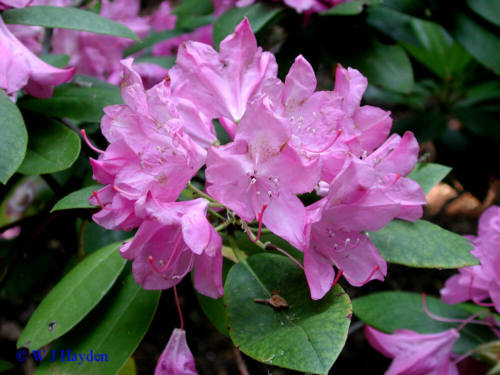 Rosebay Rhododendron, Rhododendron maximum, Shrub Seeds (Showy Evergreen)