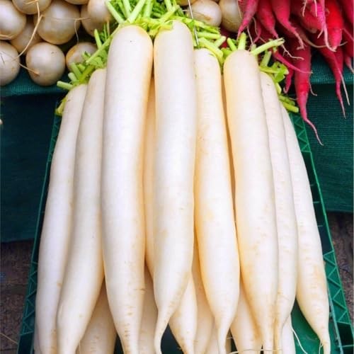 CarpetC 840pcs Mixed Radish Seeds for Planting, Raphanus sativus Variety Pack,