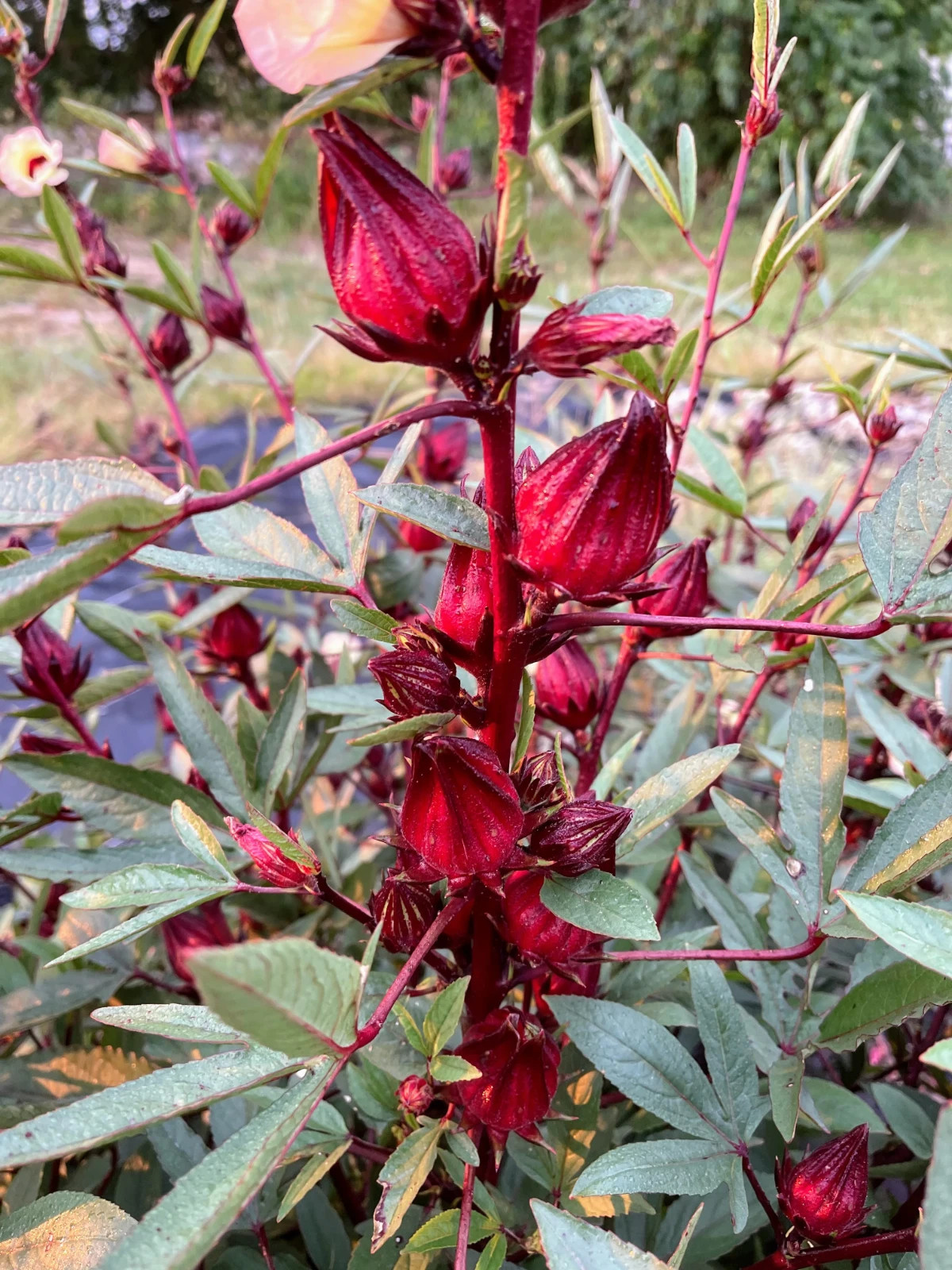 100+ Roselle Seeds for Planting Red Sorrel Jamaican Tea Florida Cranberry