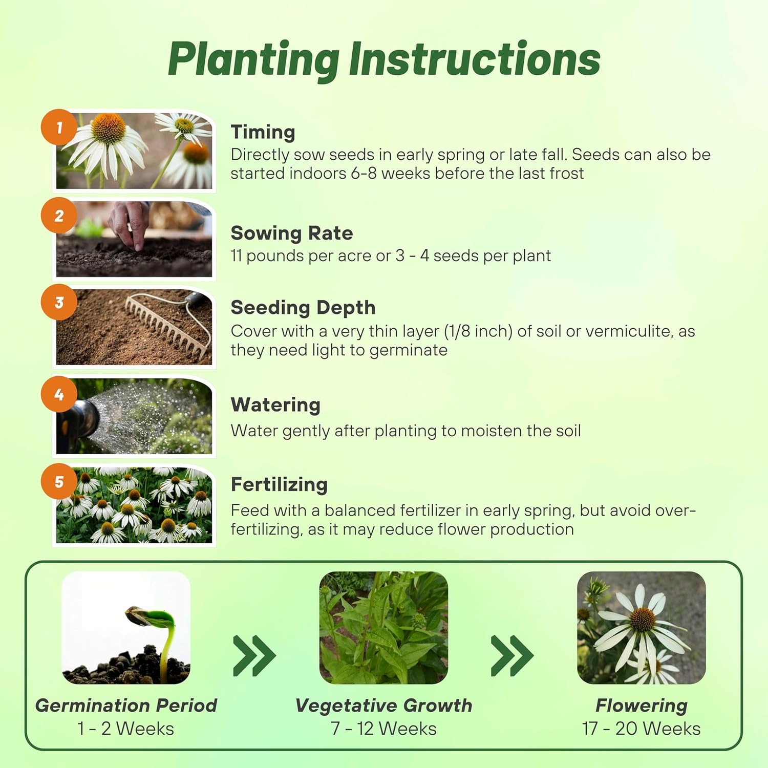 1000 Seeds Echinacea Drought Tolerant White Swan Coneflower Garden Flower Seed
