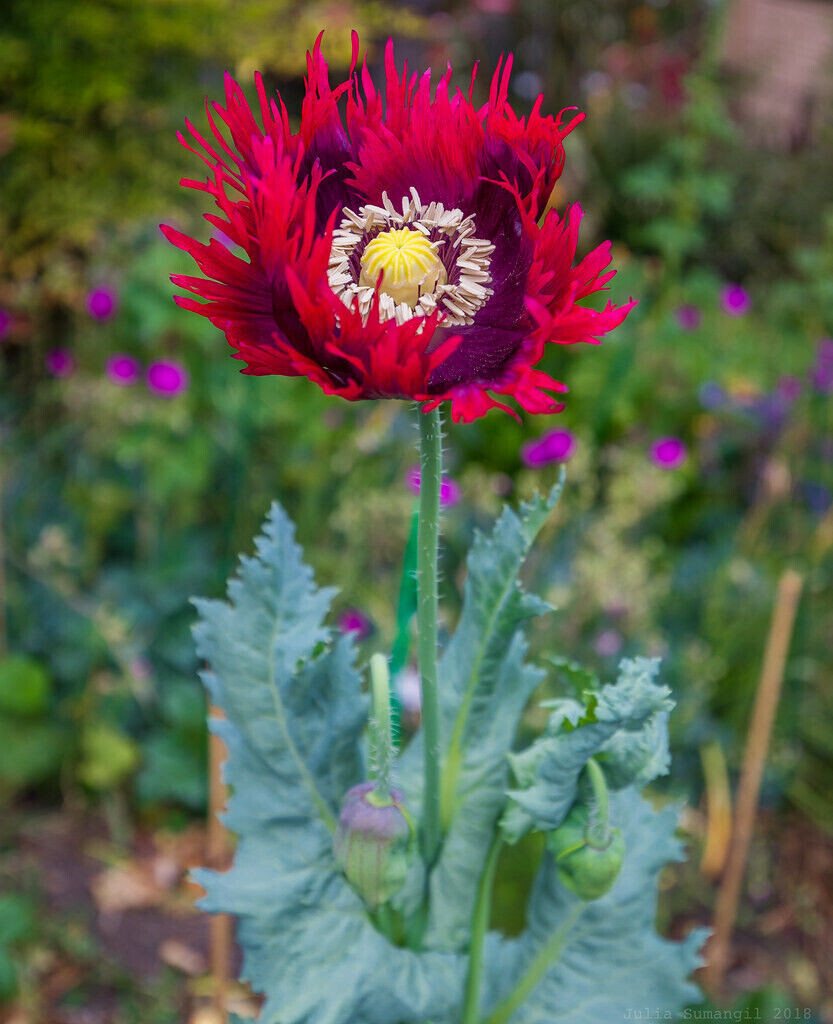 1,000 Seeds – Ultimate Mixed Poppy Seed – P. Somniferum – 10 Beautiful Varieties