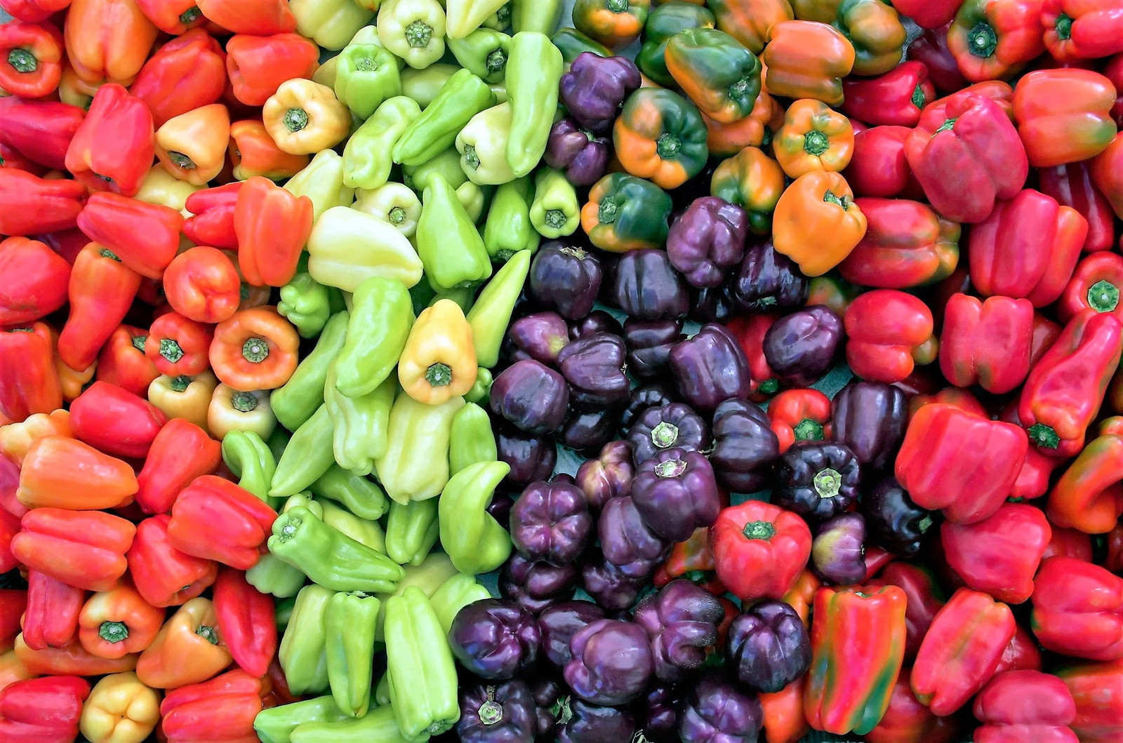 150 RAINBOW BELL PEPPER Sweet Red, Green, Yellow, Orange, Purple, Brown, &