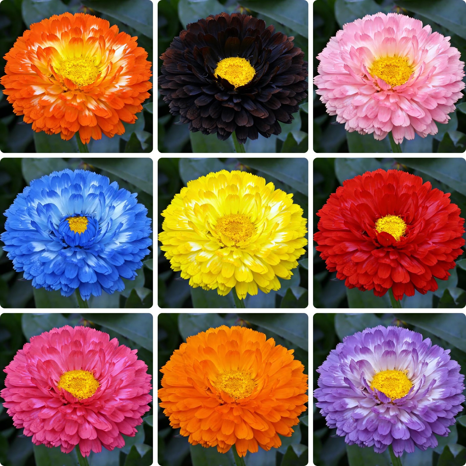 Mix Pot Marigold Seeds (Calendula Officinalis) for Planting, 990+Pcs Rare Marigo