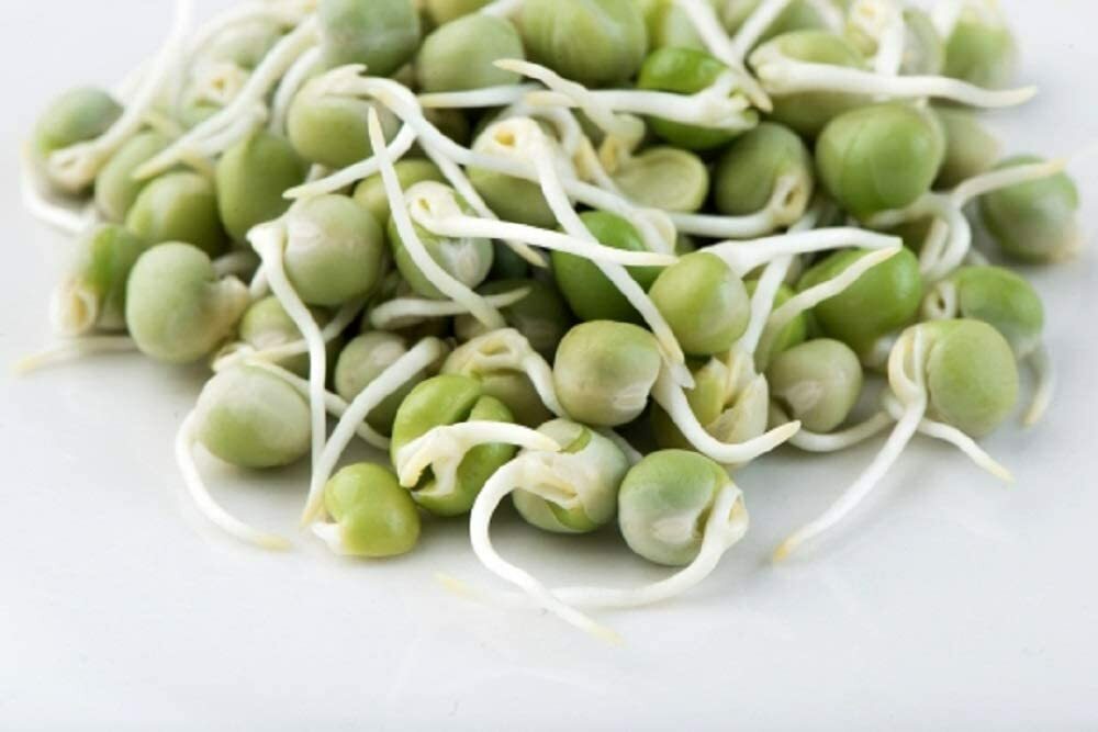 Green Pea Seeds for Sprouting Microgreens, “COOL BEANS n SPROUTS” Brand