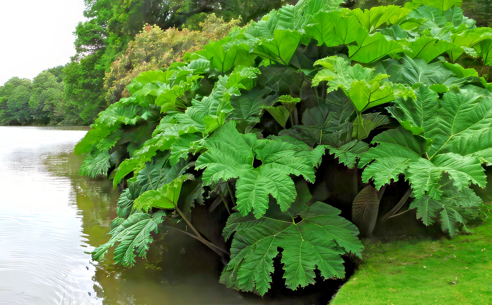 25 GUNNERA MANICATA SEEDS “Dinosaur Food” Giant Hardy Exotic Flower Plant RARE!