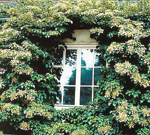 Climbing Hydrangea, Hydrangea anomala petiolaris, Vine Seeds, (Showy, Fragrant)