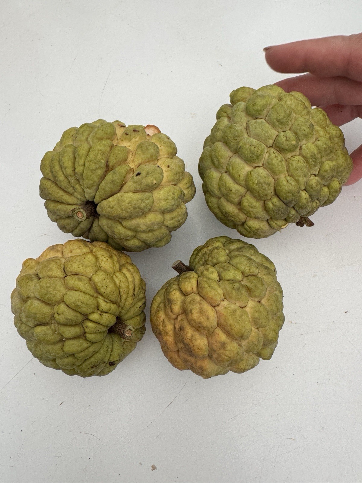 15 Sugar Apple Seeds Organic Sweet Delicious Sweet Fruit.