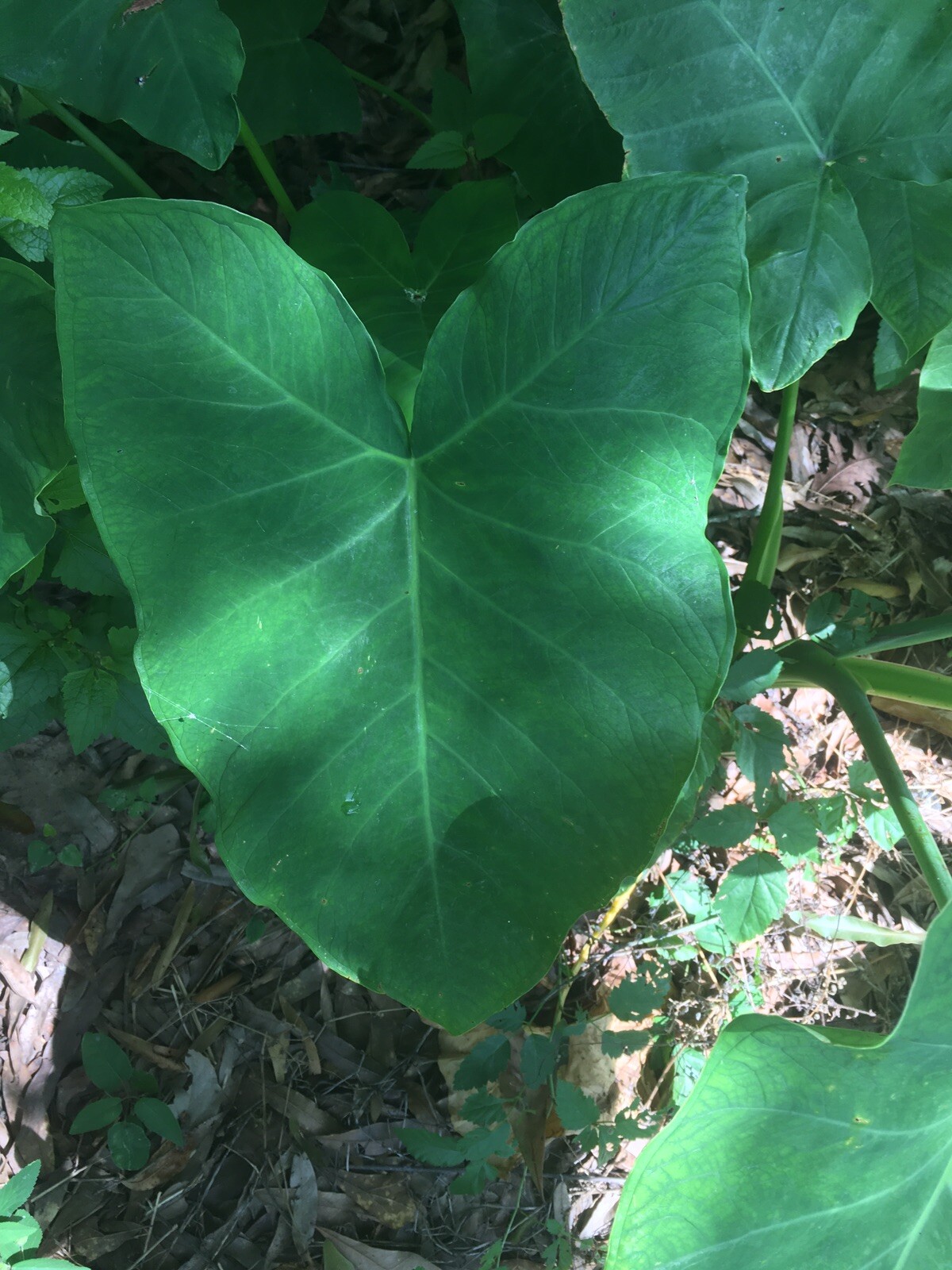 Ready To Plant, Fast Growing Elephant Ear. 2/$14.99