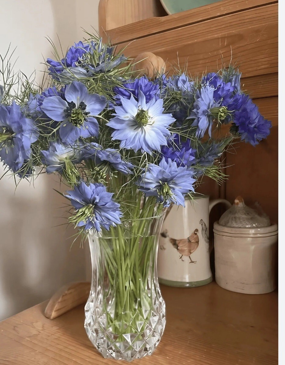 Nigella sativa seeds Love in a mist Beautiful blue flower Herbs 30 seeds