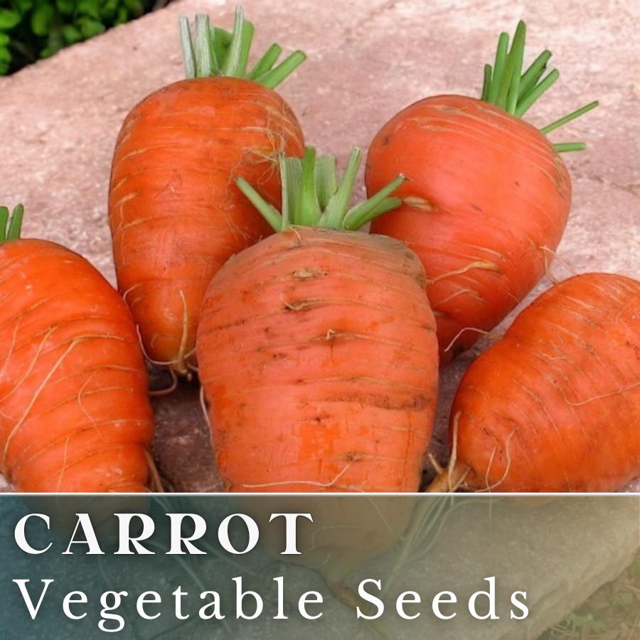 Carrot Vegetable Seeds 400+ Seeds Garden Seeds, Non GMO, Multiple Varieties