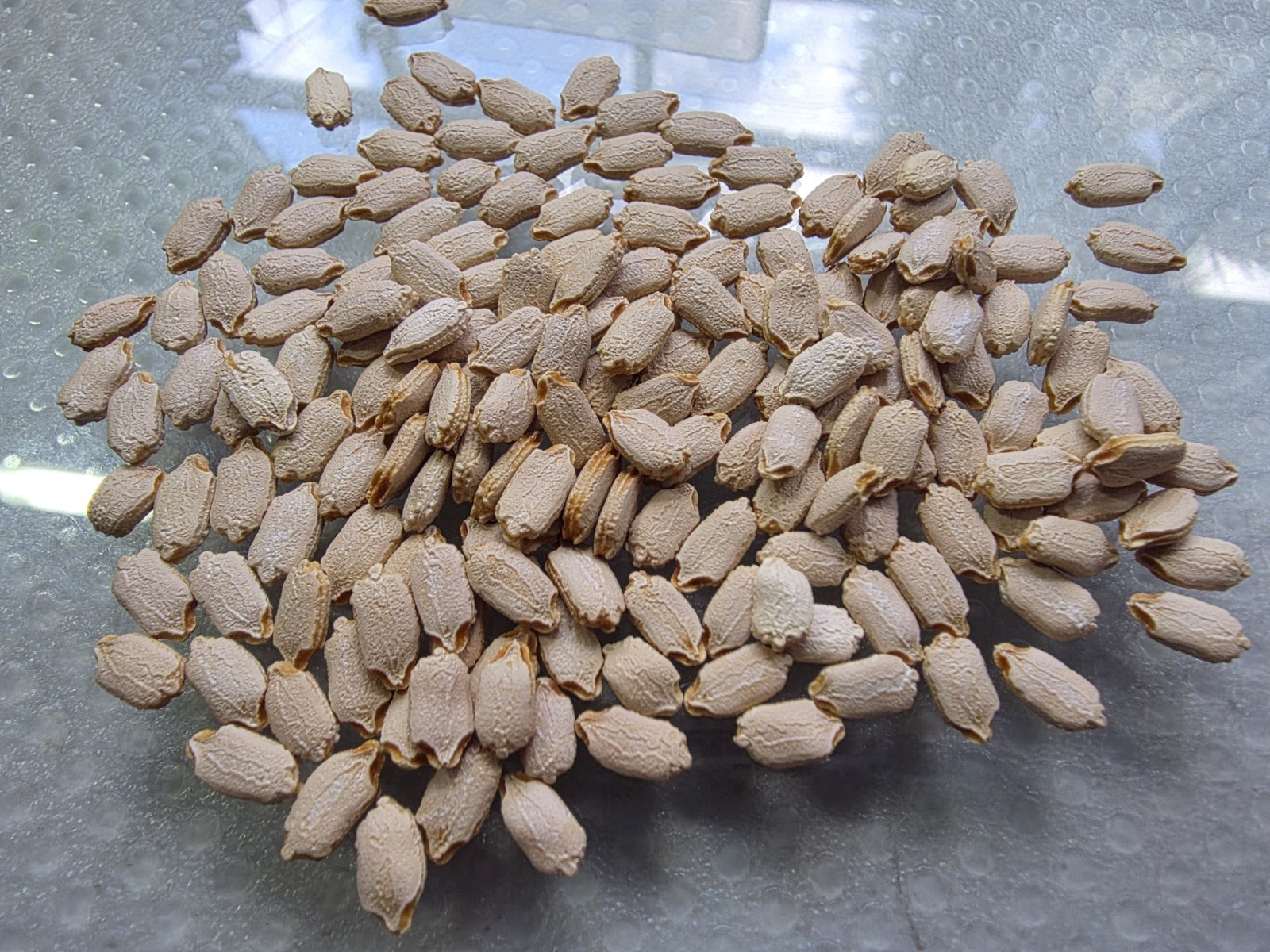 Higher Germination Cundeamor Blond Seeds Momordica Charantia 15 seeds Organic