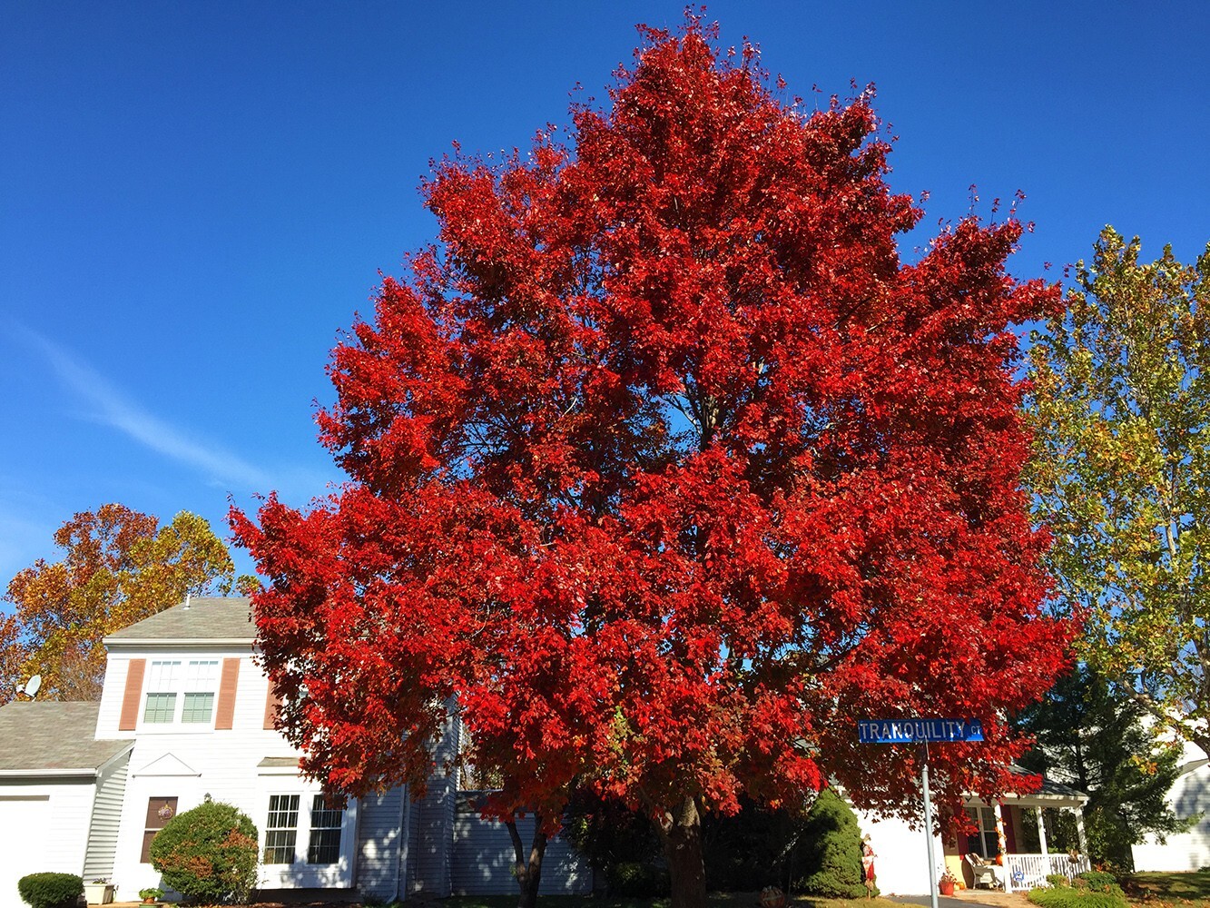 Southern Red Maple Tree | Premium Seeds | Acer rubrum ‘Summer’ | Plants’®