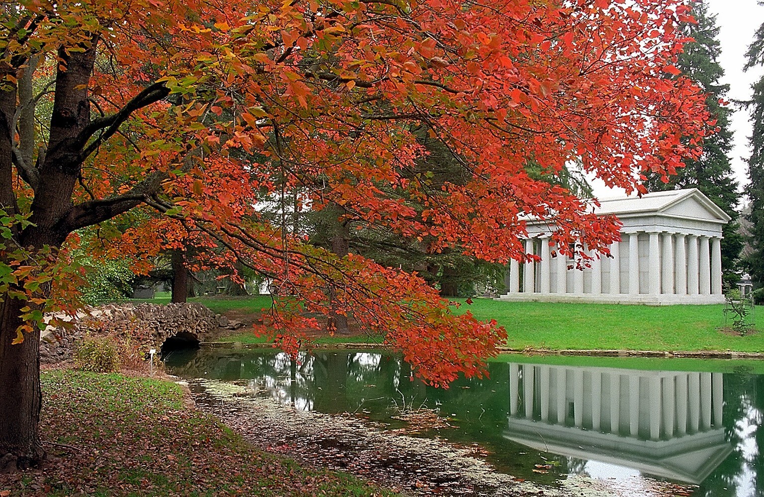 Southern Red Maple Tree | Premium Seeds | Acer rubrum ‘Summer’ | Plants’®