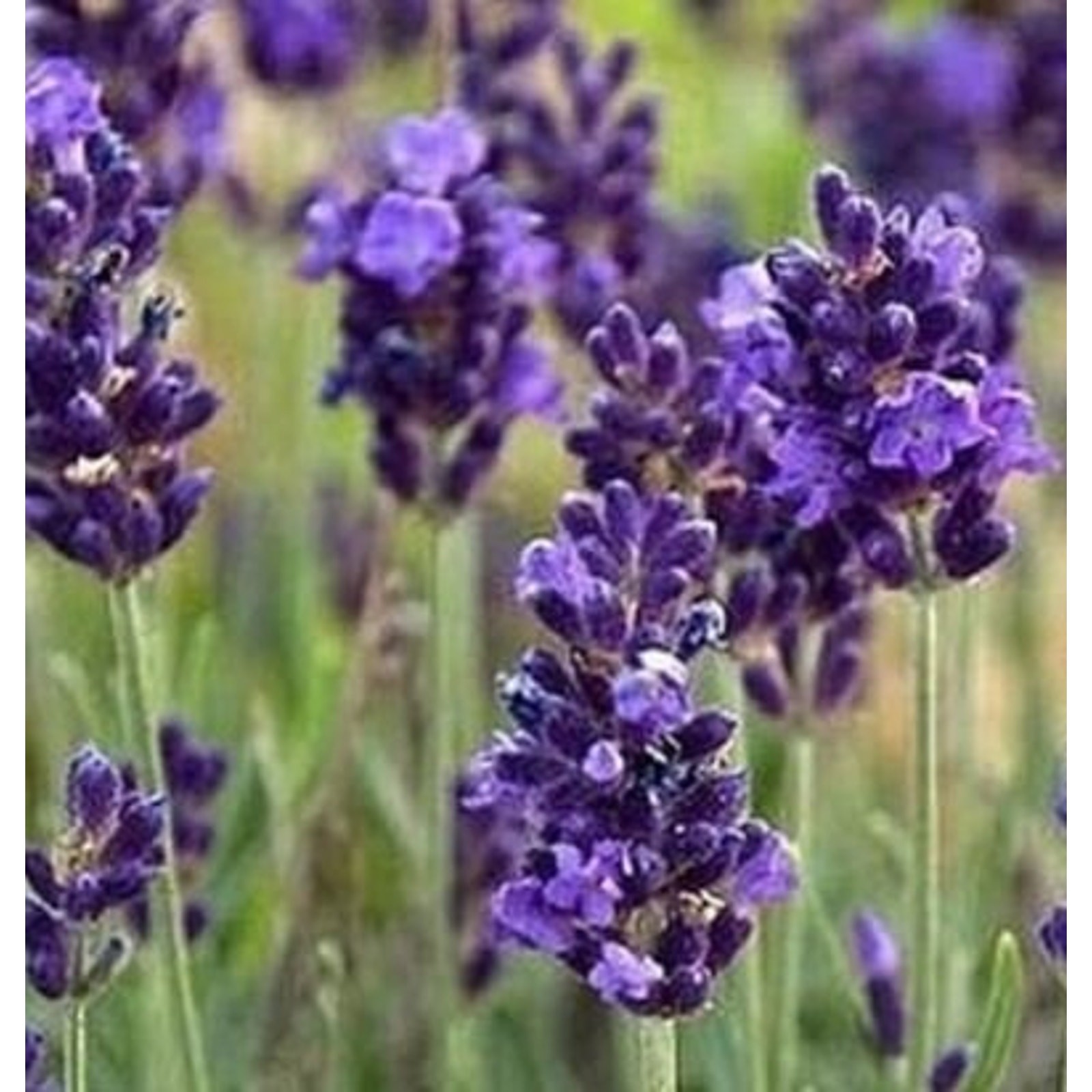 English Lavender Sweet Aromatic Flower True Lavender Heirloom Seeds – 100+