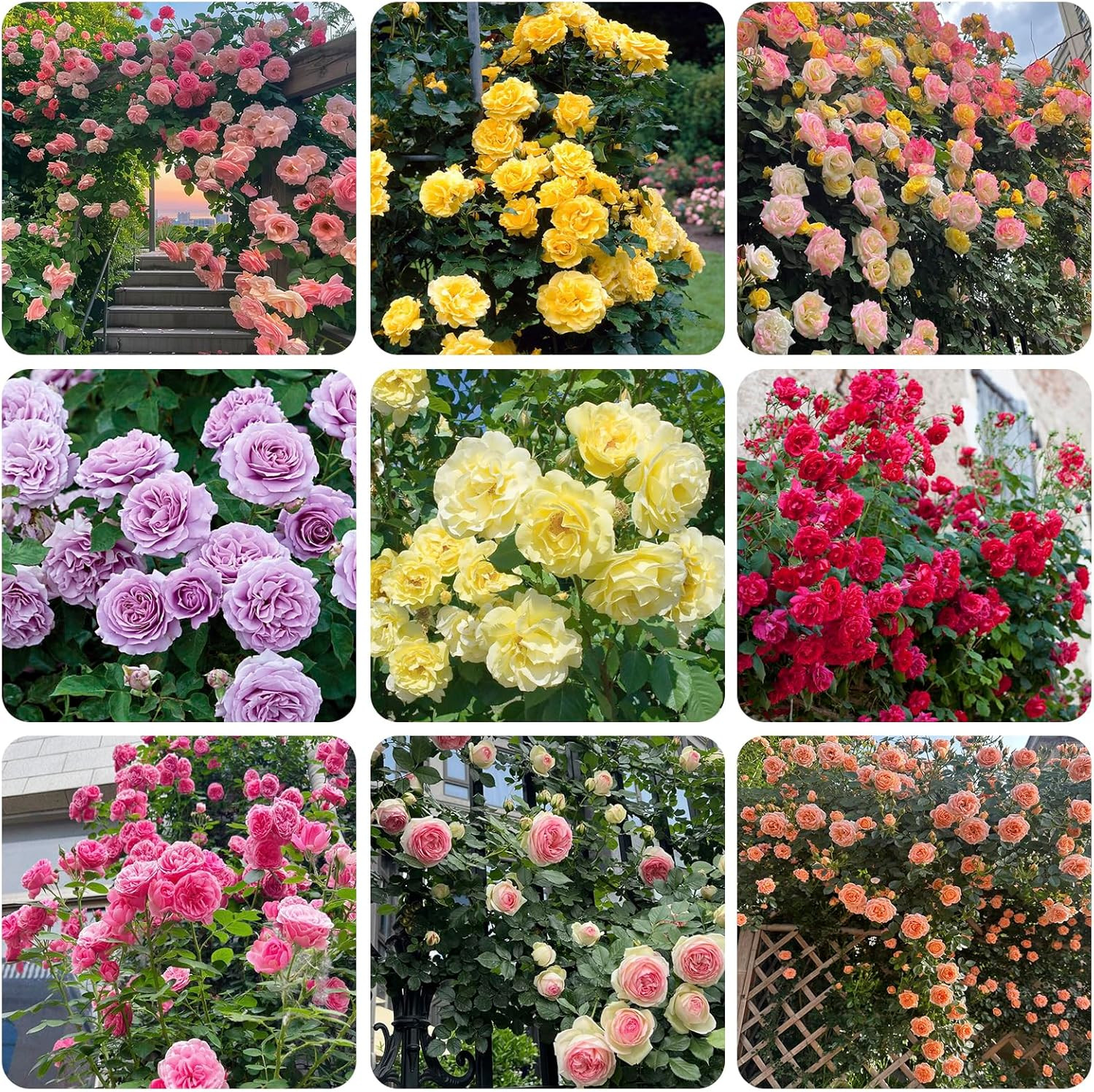 Mixed Climbing Rose Rosa Seeds for Planting Outdoors -Heirloom Garden Vine Home