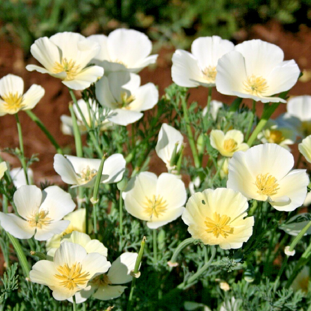 5,000 White Linen California Poppy Calif Eschscholzia Poppy Seeds For Planting