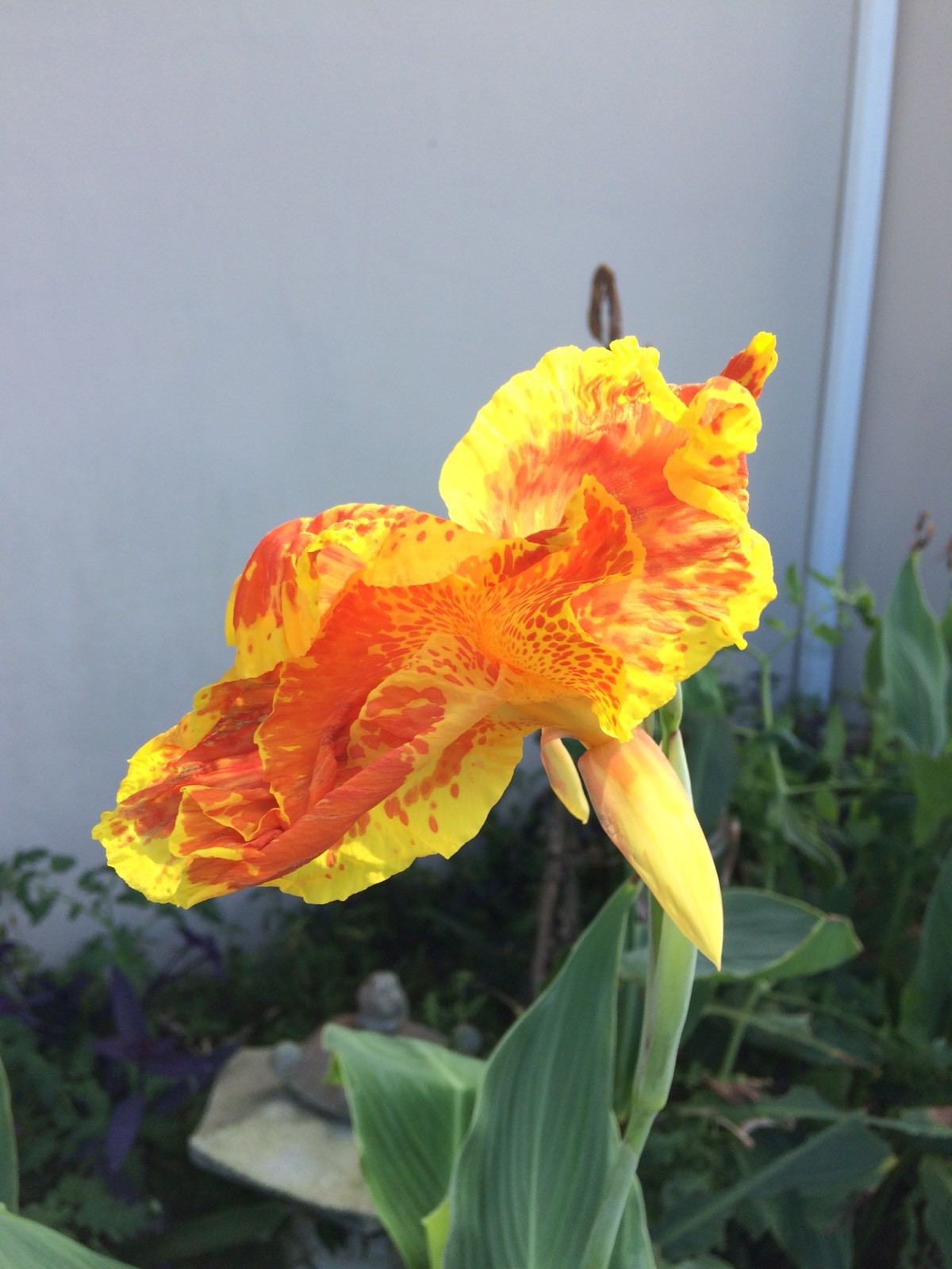 4 variegated Orange Yellow Canna Lily Bulb Well Rooted Tropical Tuber Rhizome