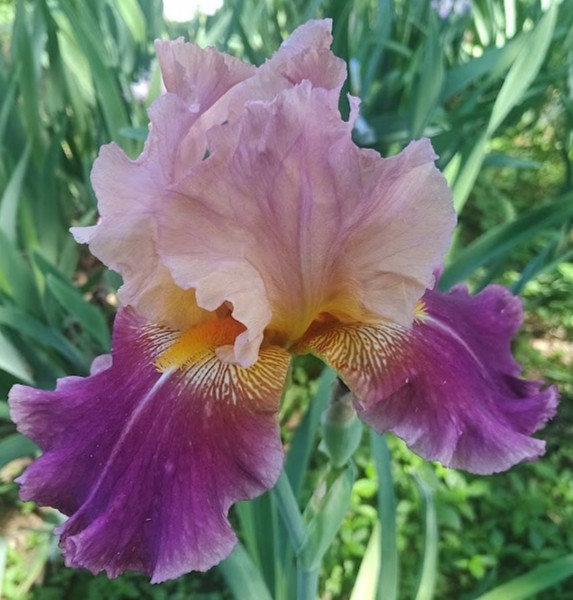 (4) TALL BEARDED IRIS RHIZOME RANDOM MIX BEAUTIFUL FLOWERS ROOT GARDEN PLANTS