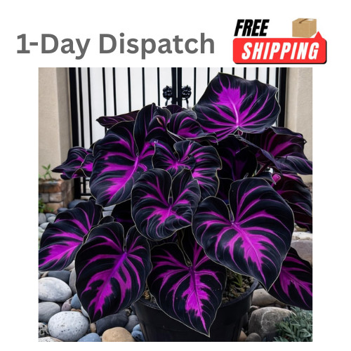308 Hosta Seeds for Planting Rare Perennial Shade Plants Heart Shaped Foliage