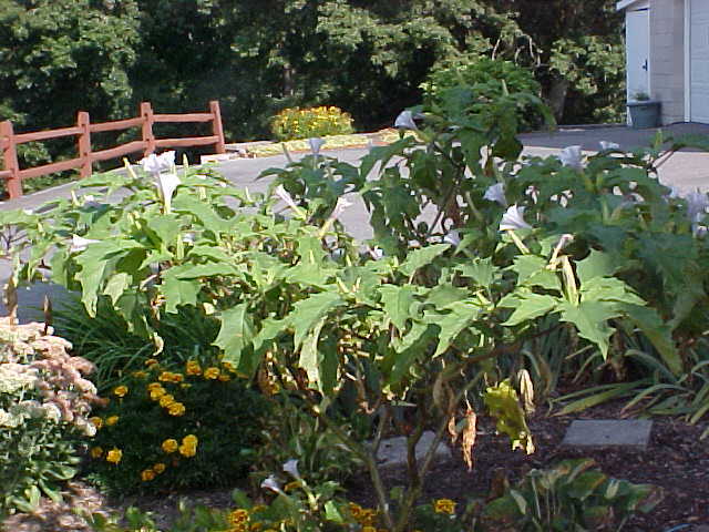 (50+) Datura Stramonium Jimsonweed Moon Lily Flower Seeds