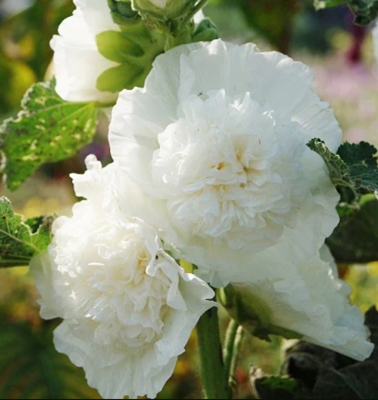 Hollyhock CHATER’S DOUBLE WHITE Peony Flowered Blooms Biennial Non-GMO 25 Seeds