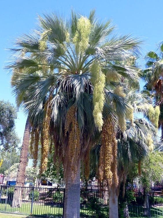 100 Mexican Blue Hesper Fan Palm Tree Seeds Grey Goddess Tropical Cold Hardy!