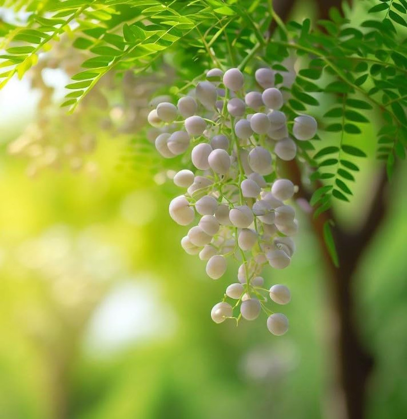 Melia Azedarach (China Berry, Bead Tree) Tree Seeds, Attractive Foliage, Fragran