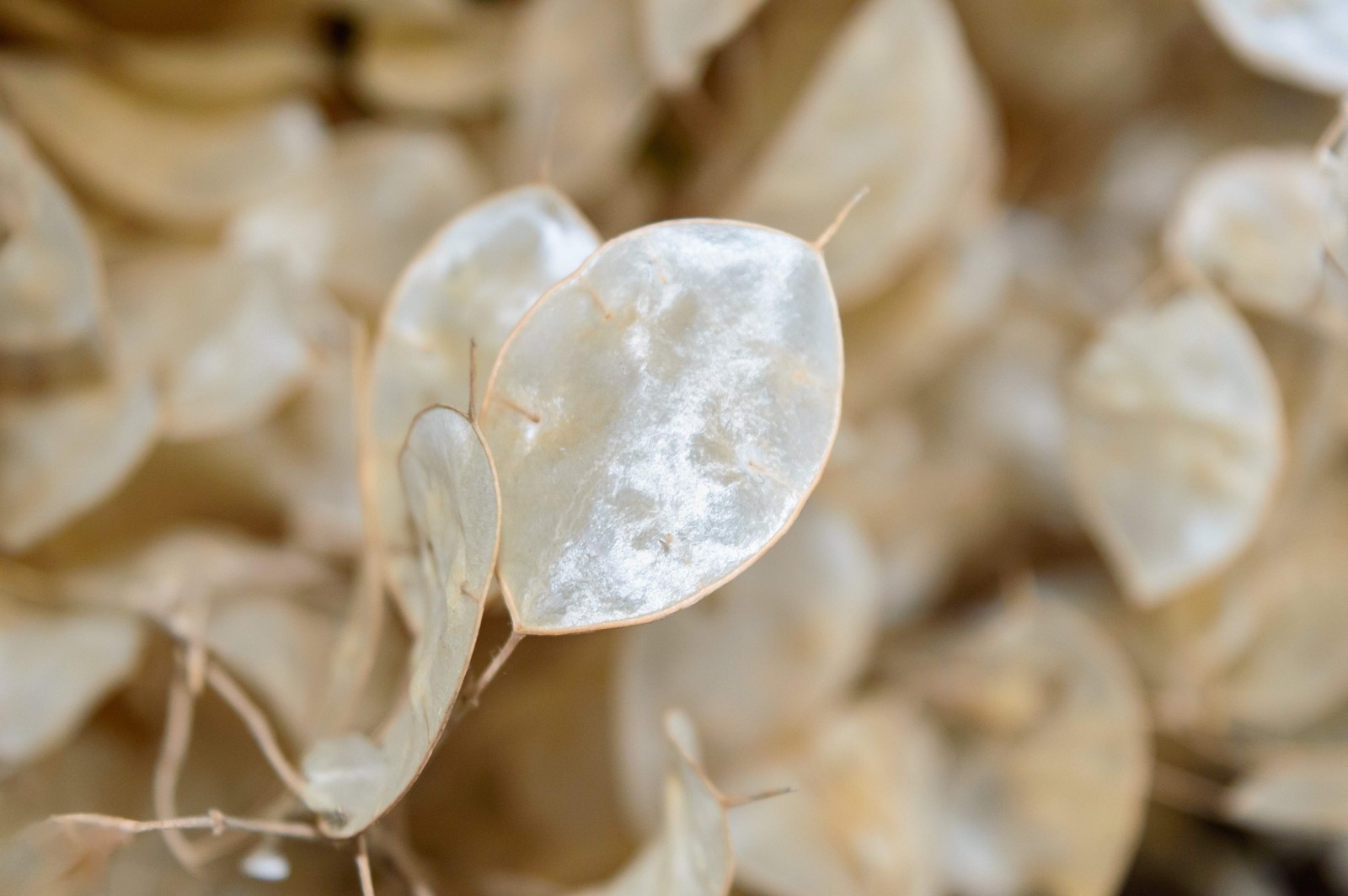 100 LUNARIA Biennis ( MONEY PLANT / Silver Dollar / Honesty ) Flower Seeds