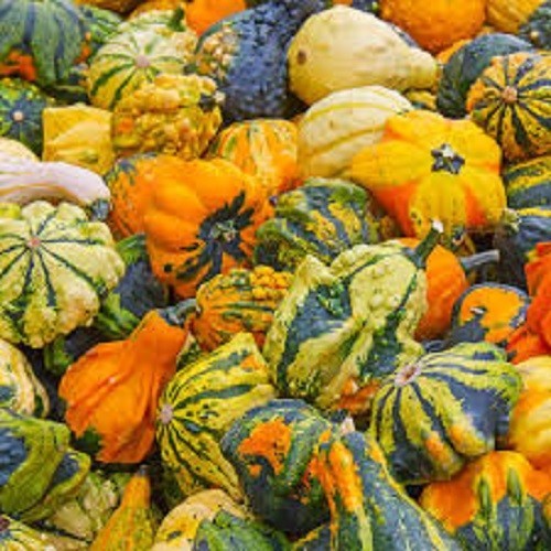 Premium Small Mixed Gourd Seeds – Fresh From 2026 – Makes a beautiful display!!