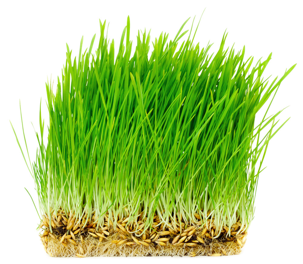 Thunder Acres Non GMO, Certified Organic, Oat Seed