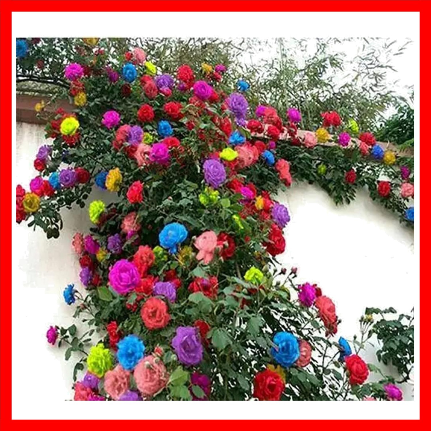 200+ Mix Climbing Rose Seeds – Vibrant, Long-Blooming Outdoor & Indoor Orname…