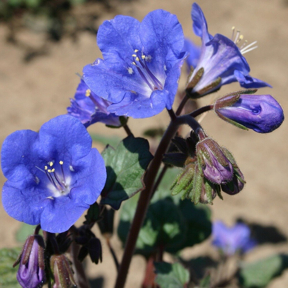 California Bluebell Seeds Desert Bluebell Phacelia Flowers Bulk 5,000 To 20,000