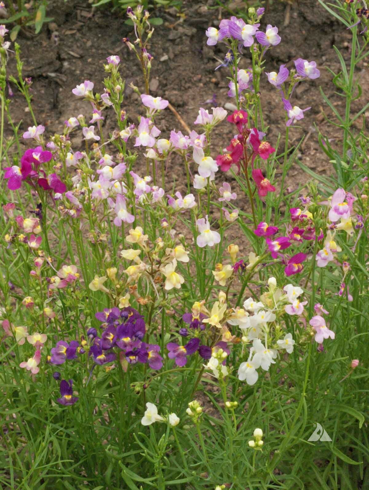 Landscaper’s Pack SHADE Mix Wildflowers Annual Perennial Heirloom 5000 Seeds!