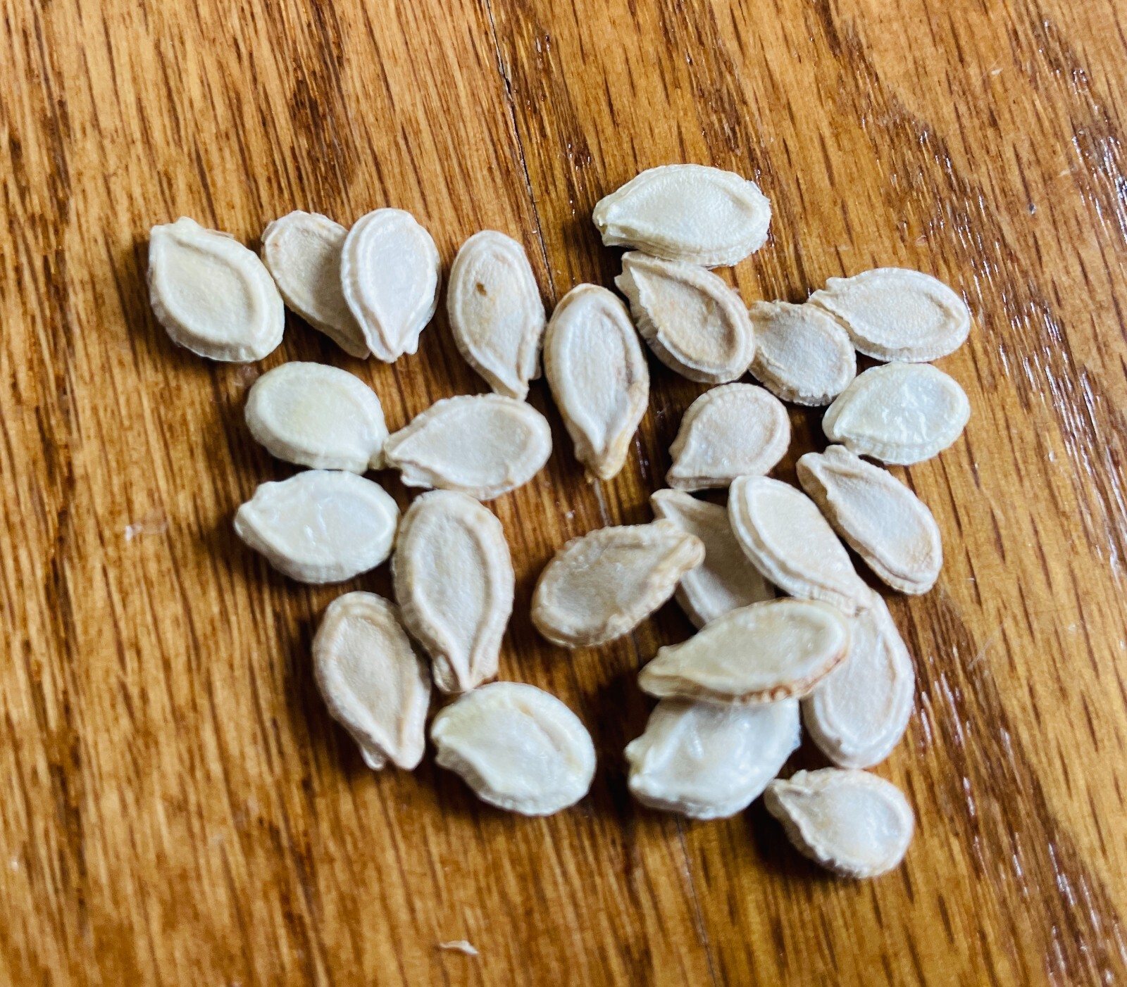 20 Seeds Fuzzy gourd, Mao Gua Mokwa Non-GMO Heirloom USA