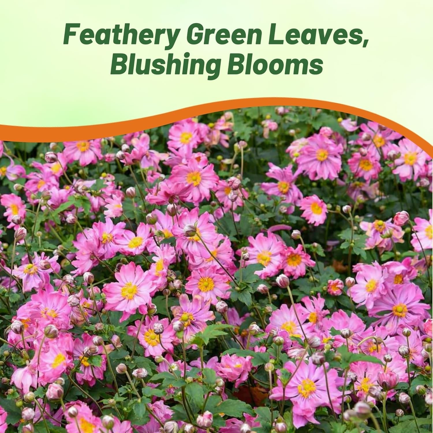 200 Seeds Anemone Seeds – Japonica Flower Seed