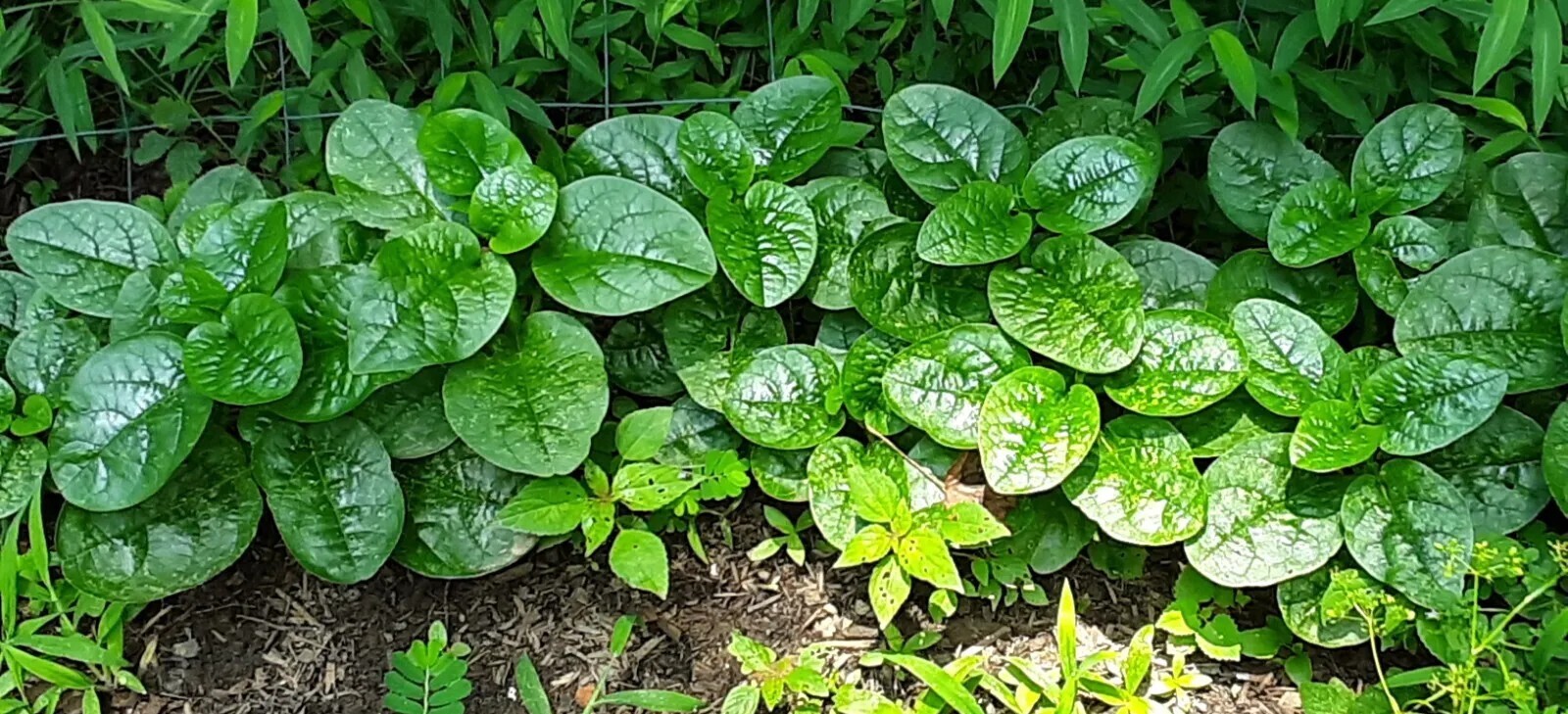 25+Green Malabar Spinach seeds(Asian spinach, MongToi Mu er cai ,Vine Spinach).