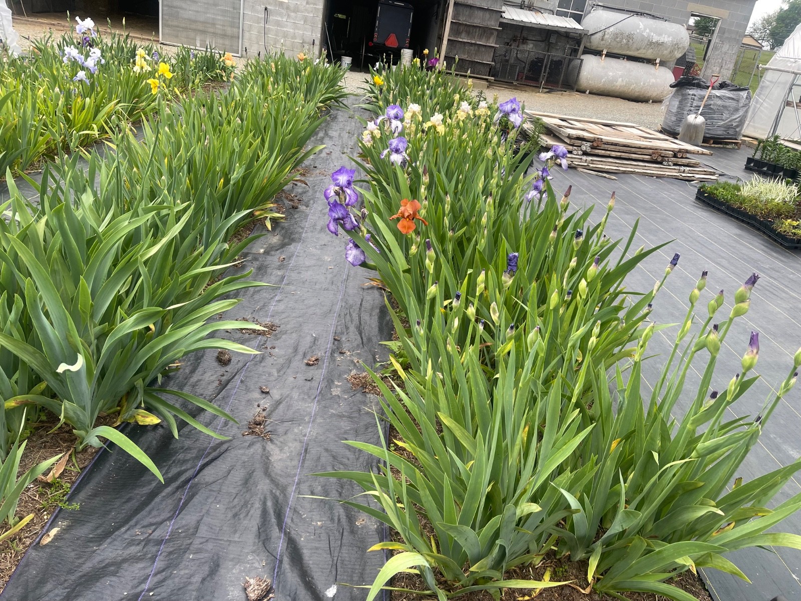 10 Fresh Dug Iris Rhizomes – Mixed Colors & Varieties