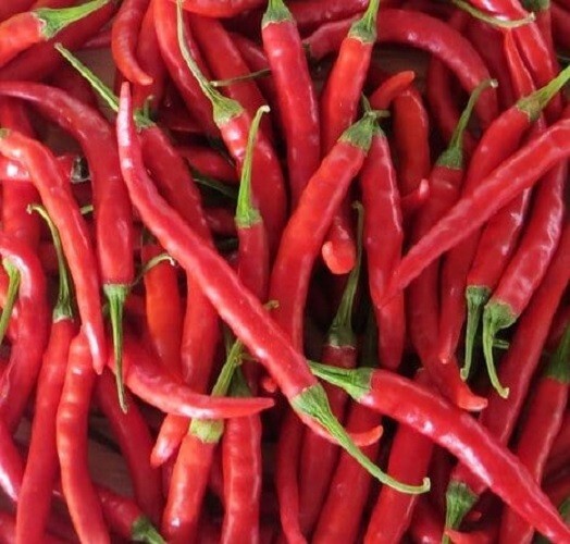300 Cayenne Thin Hot Pepper Seeds | Non-GMO