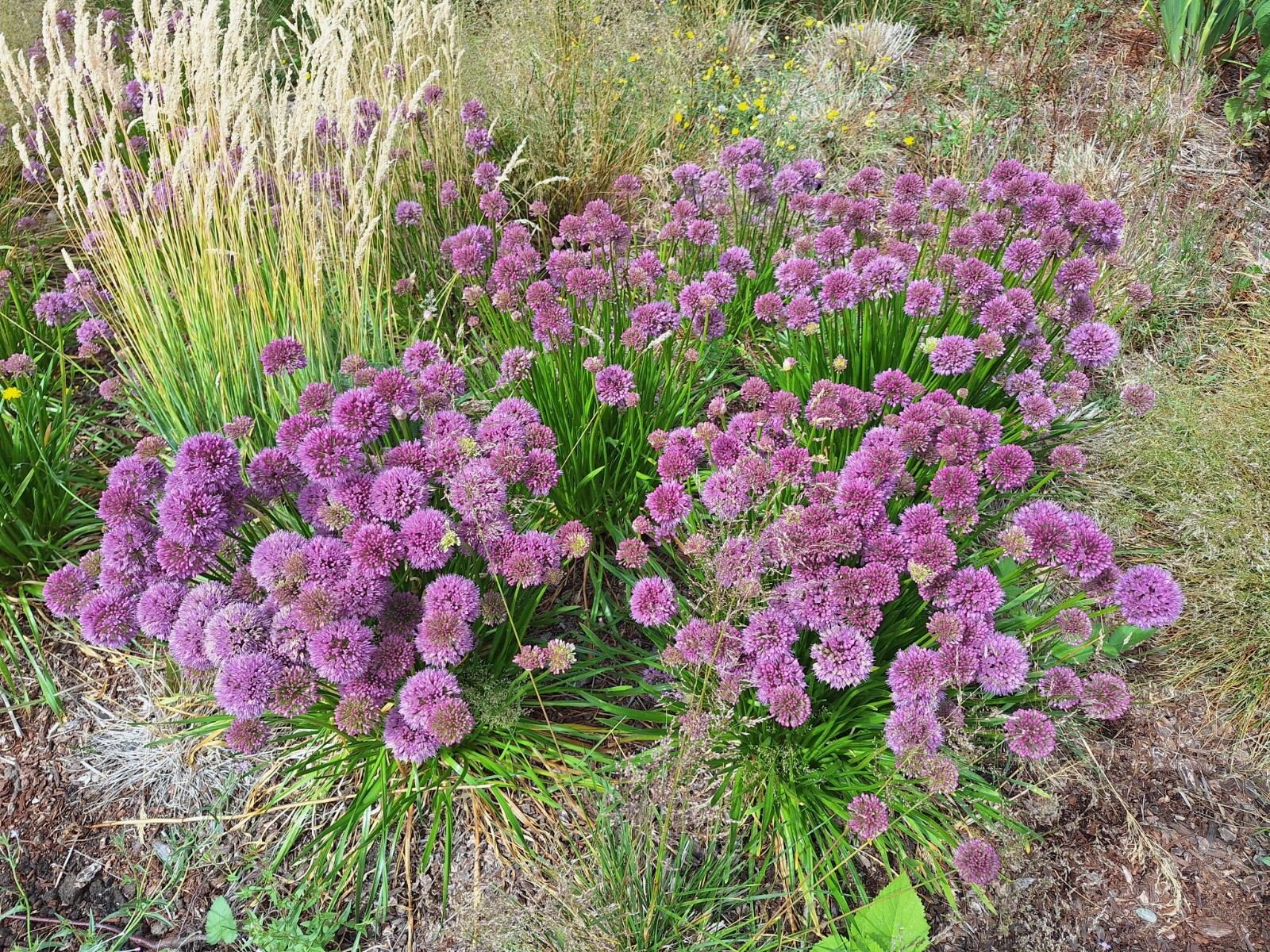 ALLIUM MILLENIUM LAVENDER FLOWERS 200 SEEDS, ORNAMENTAL ONION, HARDY