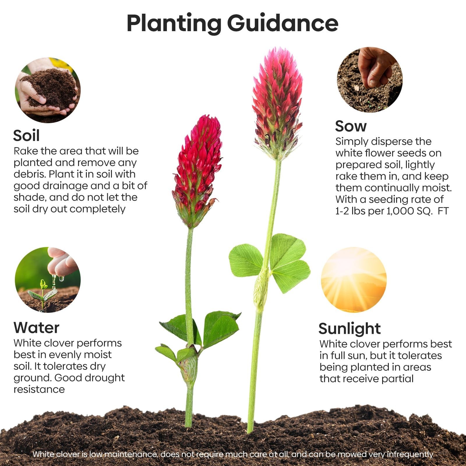 Crimson Clover Seeds 2 lbs – Nitrocoated, Inoculated, Attracts Pollinators, Gard