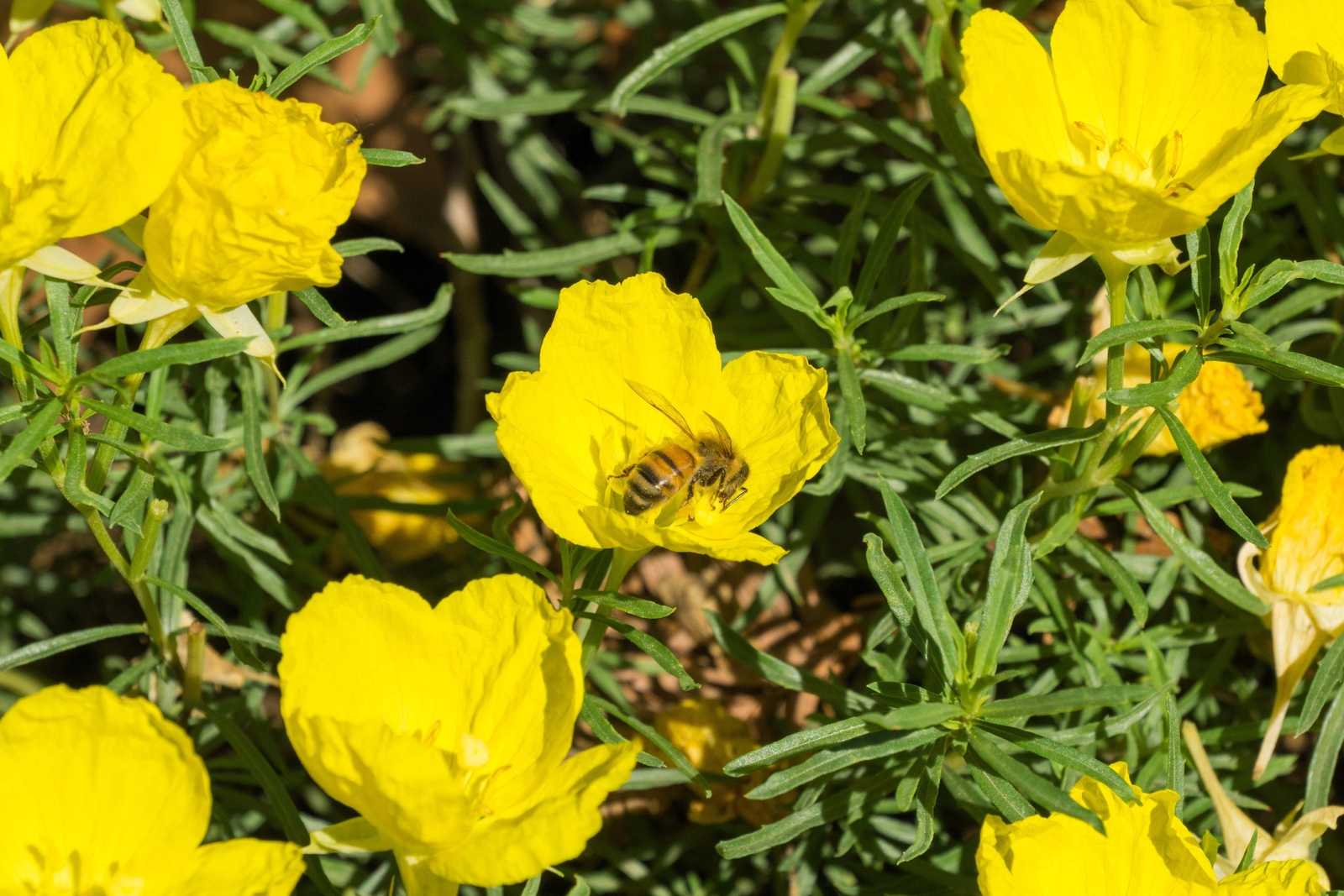 1000 DWARF Yellow CALIFORNIA Tufted POPPY Eschscholzia Caespitosa Flower Seeds