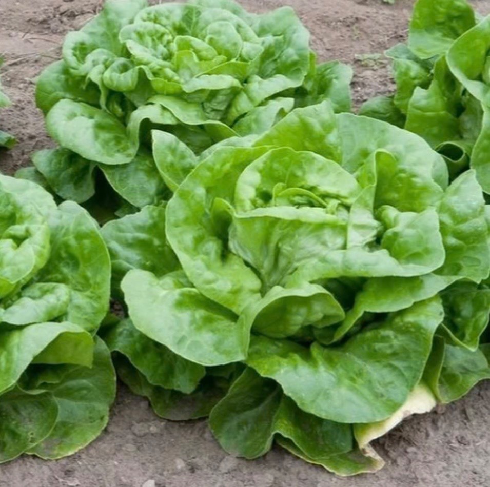 Fresh Organic Buttercrunch Lettuce Seeds, Heirloom Non-GMO, 2026 🇺🇸 USA Seller