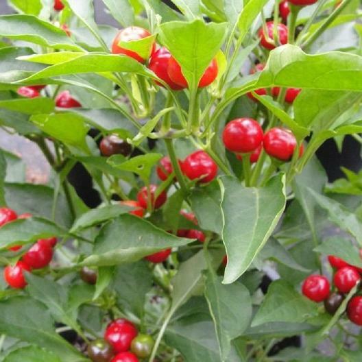 SWEET RED CHERRY PEPPER SEEDS NON-GMO SUPER FLAVOR GREAT FOR PICKLING tastee!