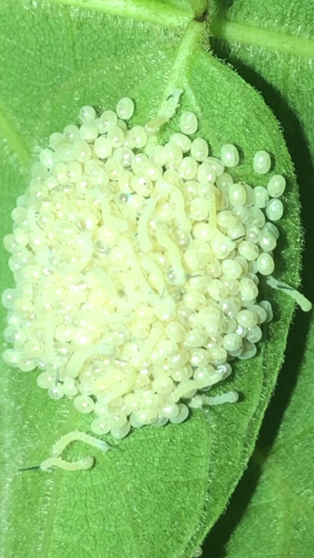 Catalpa, Southern Catalpa Tree Seeds, (For Raising Catalpa Worms) Catfish Candy